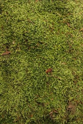 Picture of Flat Moss