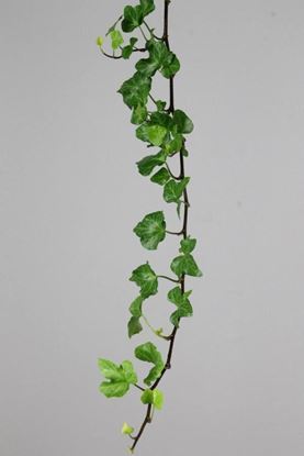 Picture of Ivy Trailing Green