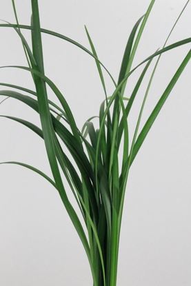 Picture of Lily Grass