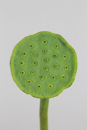 Picture of Lotus Seed Head
