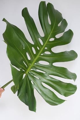 Picture of Monstera