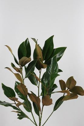 Picture of Magnolia Leaves