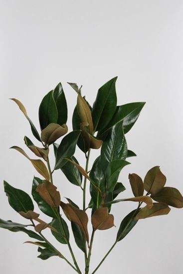 Picture of Magnolia Leaves