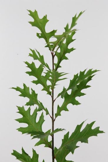 Picture of Oak Leaves