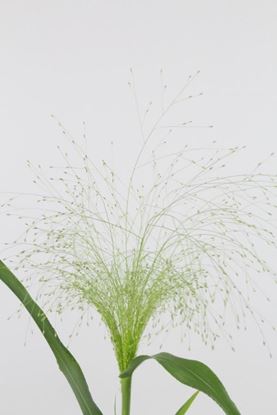 Picture of Panicum Fountain