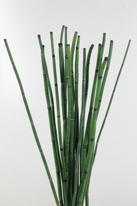 Picture of Snake Grass