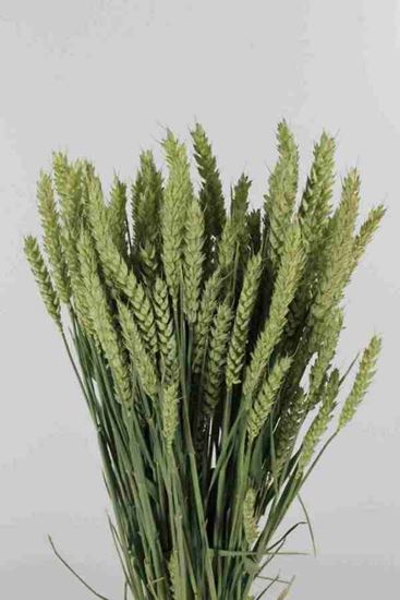 Picture of Triticum