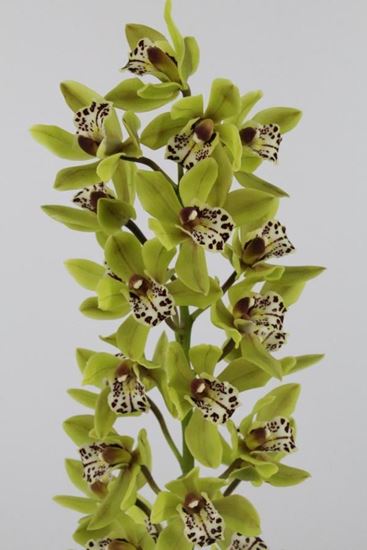 Picture of Cymbidium, Mini