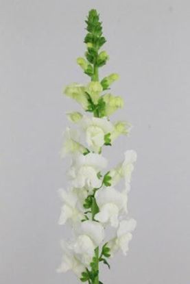 Picture of Antirrhinum White