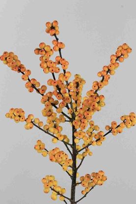 Picture of Ilex Cresgold