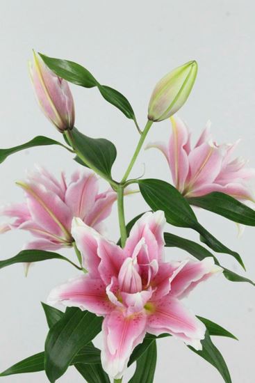 Picture of Lilium Roselily Natalia