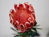 Picture of Protea Venus