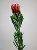 Picture of Protea Venus