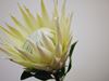 Picture of Protea King, White