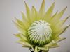 Picture of Protea King, White