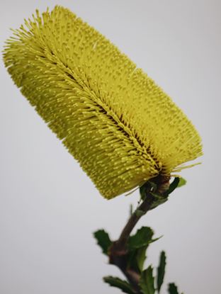 Picture of Banksia Praemorsa
