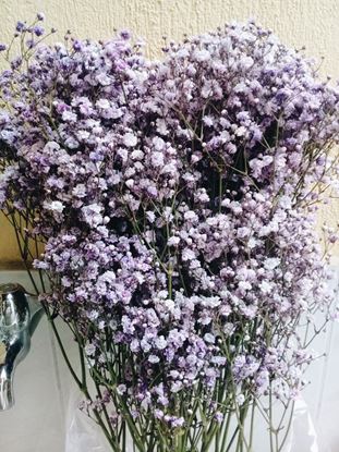 Picture of Dyed Gypsophilia