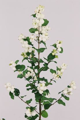 Picture of Symphoricarpos, Magical Lemon & Lime