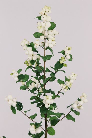 Picture of Symphoricarpos, Magical Lemon & Lime