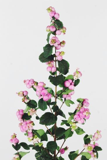 Picture of Symphoricarpos, Magical Treasure