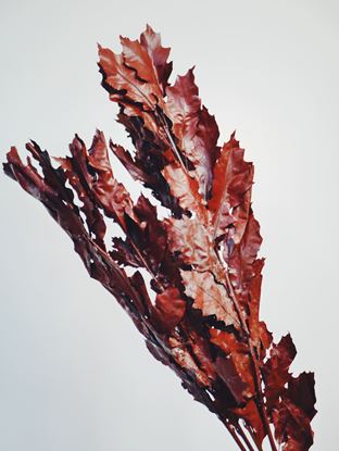 Picture of Oak Leaves, Dyed