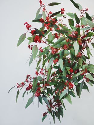 Picture of Red Grain Eucalyptus