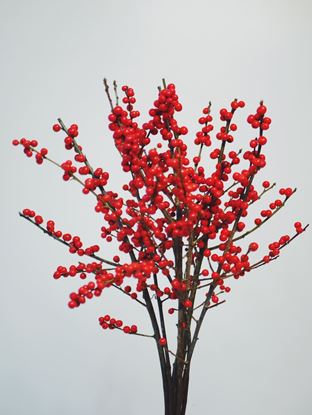 Picture of Ilex, Verticillata, Red