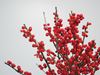 Picture of Ilex, Verticillata, Red