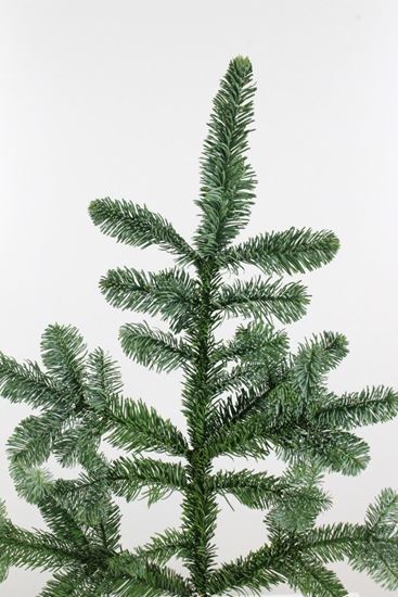 Picture of Abies Nobilis