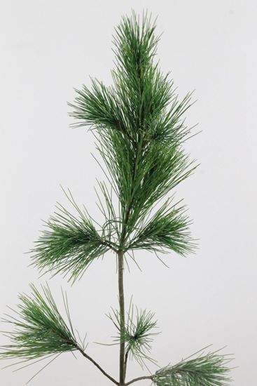 Picture of Pinus Strobus