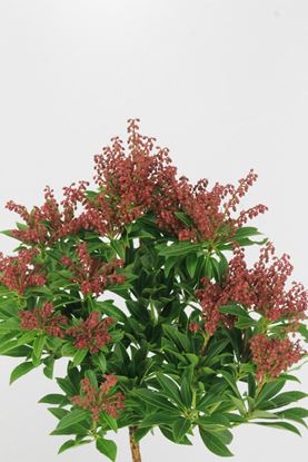 Picture of Pieris Cupido