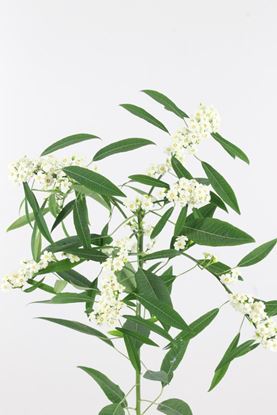 Picture of Euphorbia Fulgens Spray Quick Silver